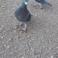 کبوتر پلاکی|پرنده|زنجان, |دیوار