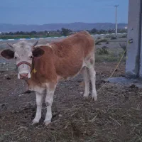 فروش ۲ عدد گاو یکی نر یکی ماده