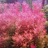 کریپتون|ماهی|مشهد, نیزه|دیوار