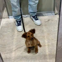 سگ شیتزو اسپیدز