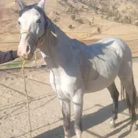 فروش اسب و یک کوره|اسب و تجهیزات اسبسواری|بانه, |دیوار