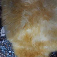 خزه صندلی ماشین نو|قطعات یدکی و لوازم جانبی|ایرانشهر, |دیوار