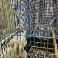 طوطی عروس هلندی جفت|پرنده|آمل, |دیوار