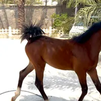 کره مادیون ۶ماهه