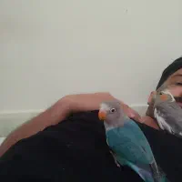 کوتوله 3ماه و نیمه نر|پرنده|فریمان, |دیوار