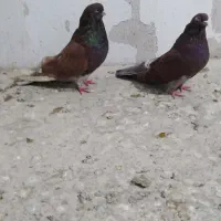 کبوتر نوک ریز و پرشی