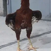 خروس لاری اصل