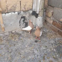 سینه زرد رنگ پرتقالی