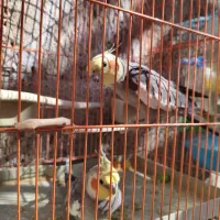 عروس هلندی معاوضه با جفت کبوتر بدرنگ|پرنده|قزوین, |دیوار