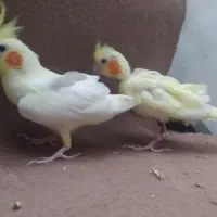 یک جفت عروس هلندی نر و ماده باقفس|پرنده|ابهر, |دیوار