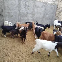 بز دورگ|حیوانات مزرعه|ورامین, ورامین|دیوار