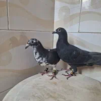 درود دو تا جوجه پلاکی دو تا جوجه دنب قهوه‌ای|پرنده|شیراز, مسلم|دیوار