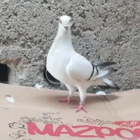 کبوتر فروشی فقط باهم|پرنده|خورموج, |دیوار