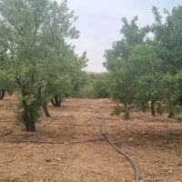 باغ مسطح نزدیک ب جاده