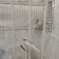 یک جفت نرگسی