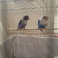 برزیلی نقابدار ویولت آبی (جفت)|پرنده|گلستان (تهران), |دیوار