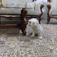 سگ خانگی|سگ|دورود, |دیوار