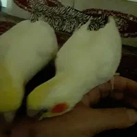 دوتا عروس هلندی زعفرانی کاملآ دستی