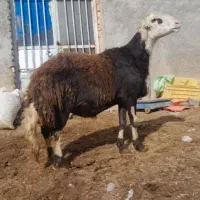 قوچ۳ساله پلنگی