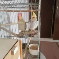 یک جفت عروس هلندی مولد با لوازم سخنگو|پرنده|قدس, شهرقدس|دیوار