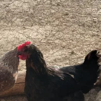 مرغ محلی کرچ شو|حیوانات مزرعه|رودهن, |دیوار