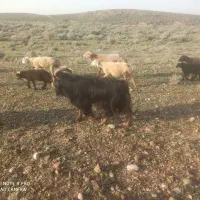 فروش دبر داشتی