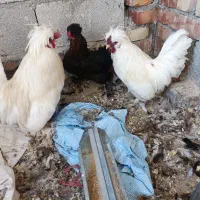 مرغ و خروس پاکوتاه چینی|حیوانات مزرعه|پیرانشهر, |دیوار