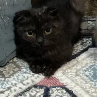 گربه بریتیش و اسکاتیش