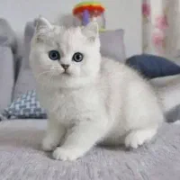 گربه خودم واگذار میکنم