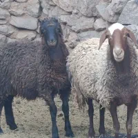 میش با بره نژاد دار