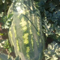 هندوانه بیضی اصلی مخصوص صادرات