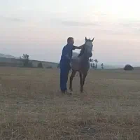 چهار ساله شکم پر