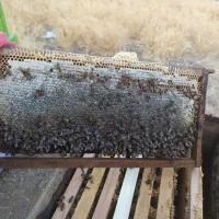 عسل طبیعی