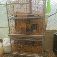 قفس مرغ وجوجه معاوضه|لوازم جانبی حیوانات|قروه, |دیوار