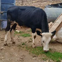 ۱راس گوساله ماده سیمنتال