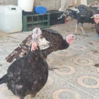 فروش بوقلمون