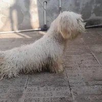 سگ پشمالو|سگ|علی‌آباد کتول, |دیوار