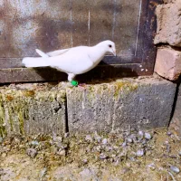 6تا کفتر خوب فروشی|پرنده|مشهد, هفده شهریور|دیوار