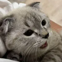 واگذاری گربه اسکاتیش فولد