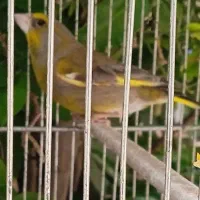 سقا سهره سبز بخون 1500تومن