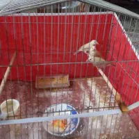 فنچ نرگسی شکلاتی