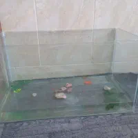 آکواریوم|ماهی|نیشابور, گنبد سبز|دیوار