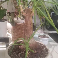 گیاه طبیعی یوکا بنسای