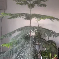 فروش کاج مطبق