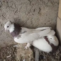 کبوتر