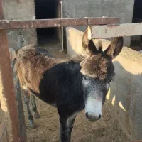 کره خر آرام مخصوص گله