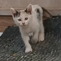 حیوانات خانگی
