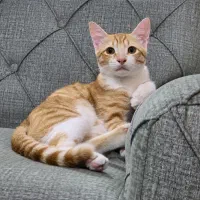 جفتگیری گربه خانگی