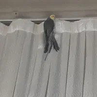 جفت عروس هلندی|پرنده|خمینیشهر, |دیوار