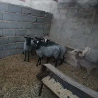 فروش بره رومانوف